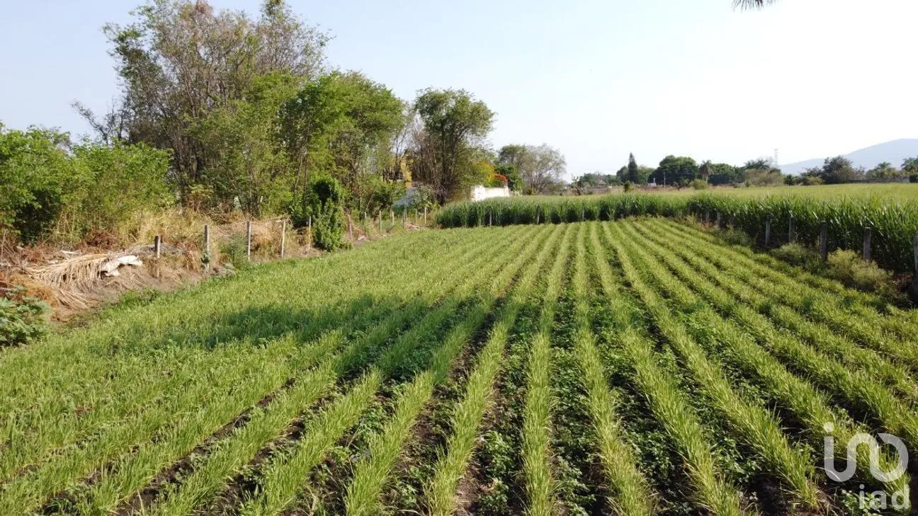 Terreno en Venta en Oacalco, Yautepec, Morelos | NEX-271842 | iad México | Foto 5 de 6