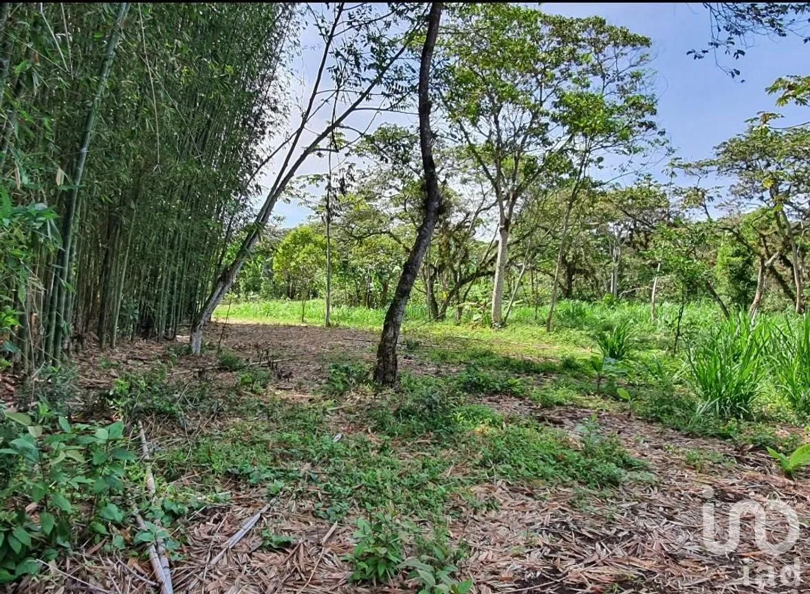 Terreno en Venta en San Marcos de León (San Marcos), Xico, Veracruz de Ignacio de la Llave | NEX-151976 | iad México | Foto 4 de 12