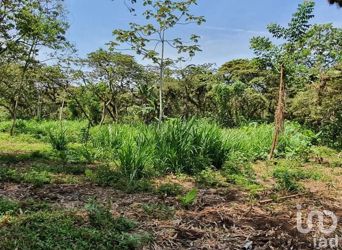 Terreno en Venta en San Marcos de León (San Marcos), Xico, Veracruz de Ignacio de la Llave | NEX-151976 | iad México | Foto 6 de 12