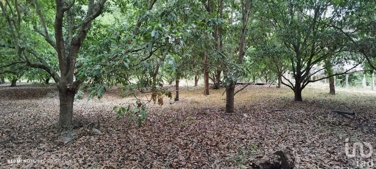 Terreno en Venta en La Bocana, Emiliano Zapata, Veracruz de Ignacio de la Llave | NEX-183300 | iad México | Foto 10 de 21