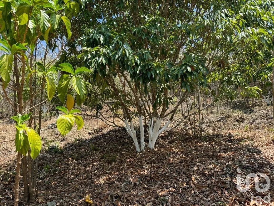 Terreno en Venta en Emiliano Zapata, Tuxtla Gutiérrez, Chiapas | NEX-269514 | iad México | Foto 4 de 13