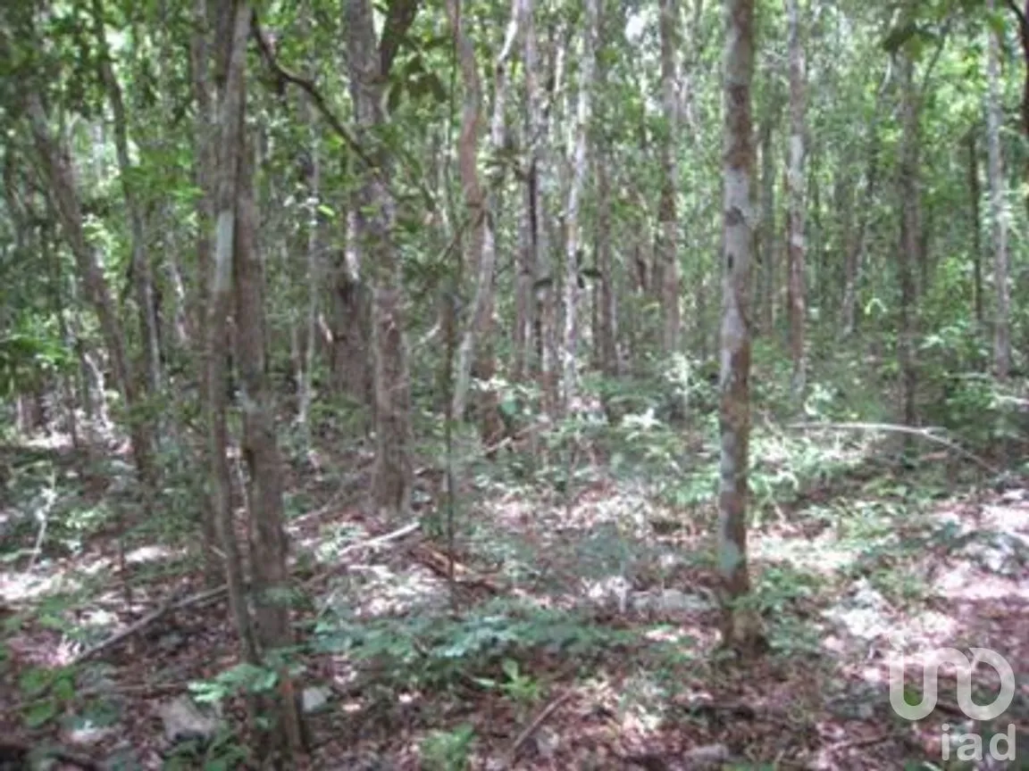 Terreno en Venta en Pisteakal, Tzucacab, Yucatán | NEX-272604 | iad México | Foto 5 de 10