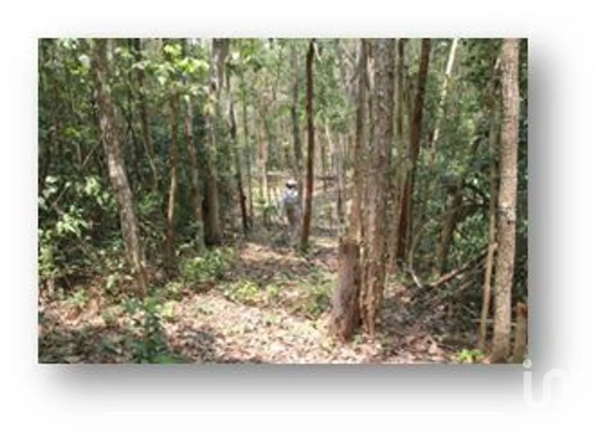 Terreno en Venta en Pisteakal, Tzucacab, Yucatán | NEX-272604 | iad México | Foto 7 de 10