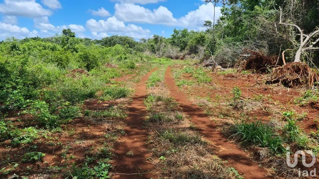 Terreno en Venta en Ticum, Tekax, Yucatán | NEX-268489 | iad México | Foto 11 de 12