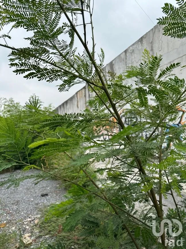 Terreno en Renta en Chapultepec, San Nicolás de los Garza, Nuevo León | NEX-276099 | iad México | Foto 9 de 12