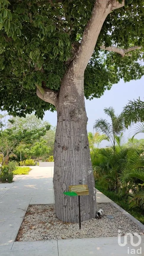 Terreno en Venta en Kikteil, Mérida, Yucatán | NEX-228980 | iad México | Foto 5 de 8
