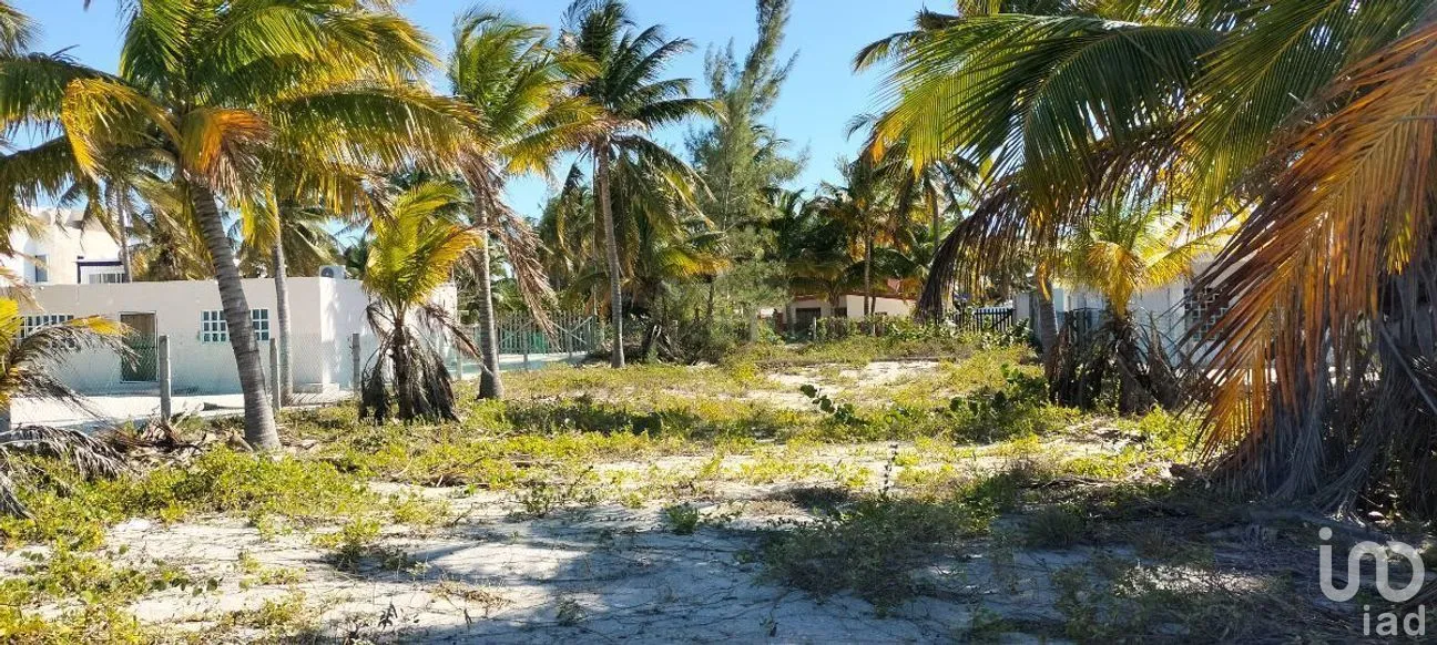 Terreno en Venta en San Crisanto, Sinanché, Yucatán | NEX-284486 | iad México | Foto 2 de 10