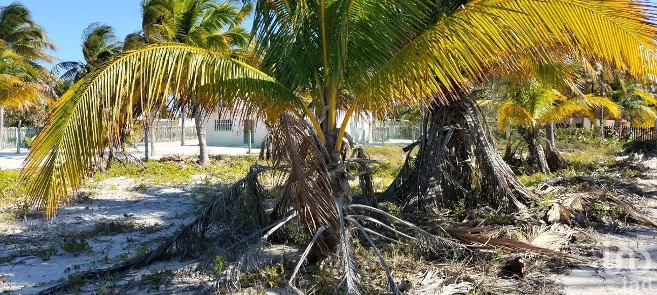 Terreno en Venta en San Crisanto, Sinanché, Yucatán | NEX-284486 | iad México | Foto 3 de 10