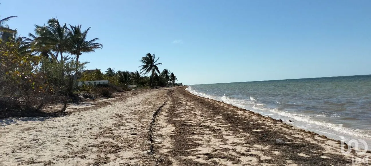 Terreno en Venta en San Crisanto, Sinanché, Yucatán | NEX-284486 | iad México | Foto 4 de 10