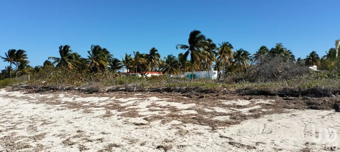 Terreno en Venta en San Crisanto, Sinanché, Yucatán | NEX-284486 | iad México | Foto 5 de 10