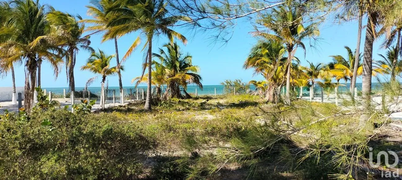 Terreno en Venta en San Crisanto, Sinanché, Yucatán | NEX-284486 | iad México | Foto 7 de 10