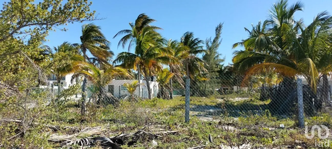 Terreno en Venta en San Crisanto, Sinanché, Yucatán | NEX-284486 | iad México | Foto 9 de 10
