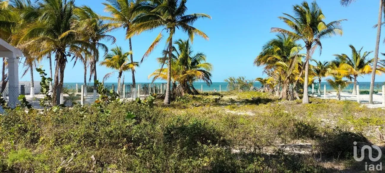 Terreno en Venta en San Crisanto, Sinanché, Yucatán | NEX-284486 | iad México | Foto 1 de 10