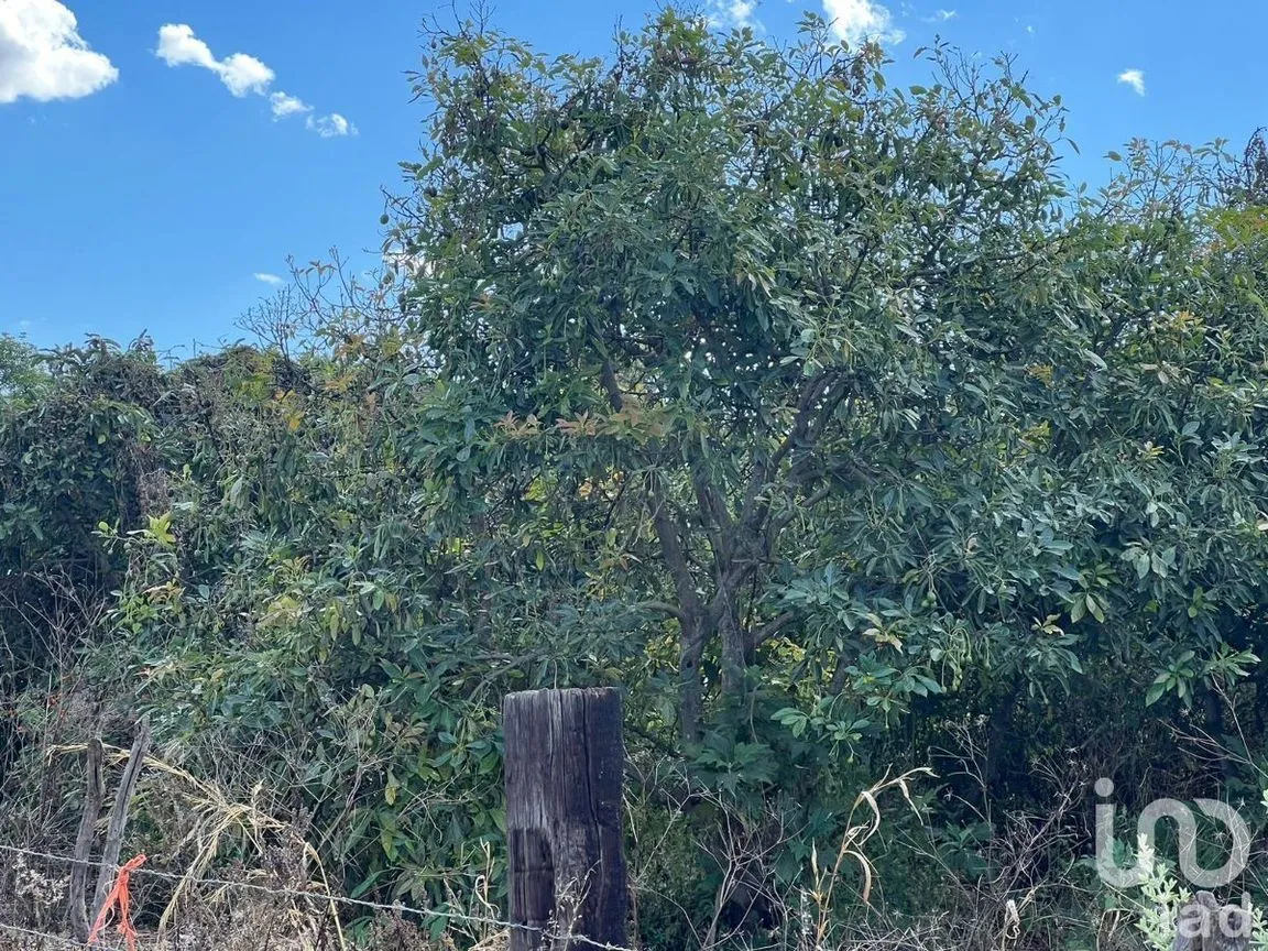 Terreno en Venta en Antonio Escobedo, San Juanito de Escobedo, Jalisco | NEX-227001 | iad México | Foto 11 de 15