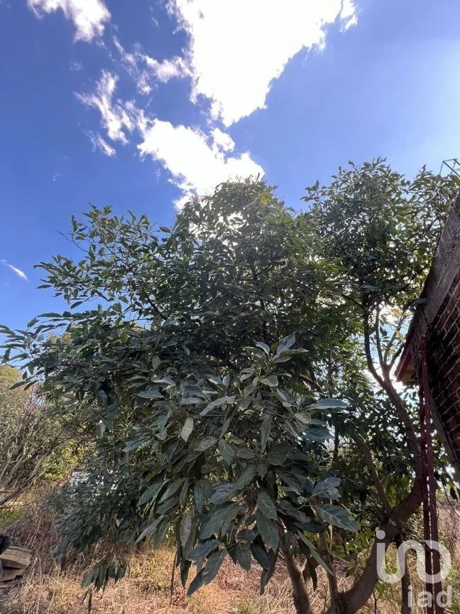 Terreno en Venta en Antonio Escobedo, San Juanito de Escobedo, Jalisco | NEX-227001 | iad México | Foto 14 de 15