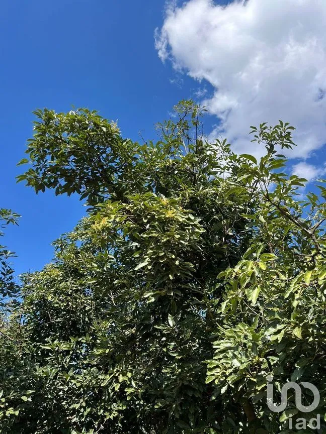Terreno en Venta en Antonio Escobedo, San Juanito de Escobedo, Jalisco | NEX-227001 | iad México | Foto 15 de 15