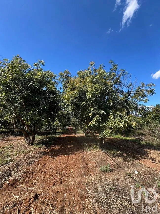 Terreno en Venta en Antonio Escobedo, San Juanito de Escobedo, Jalisco | NEX-227001 | iad México | Foto 7 de 15