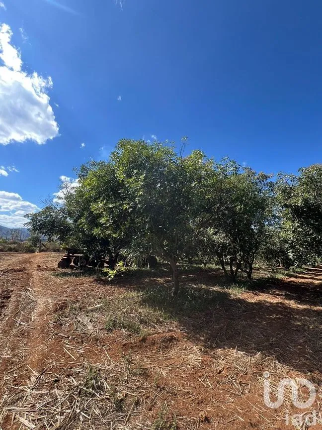 Terreno en Venta en Antonio Escobedo, San Juanito de Escobedo, Jalisco | NEX-227001 | iad México | Foto 8 de 15