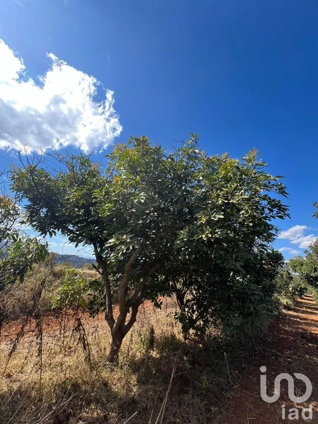 Terreno en Venta en Antonio Escobedo, San Juanito de Escobedo, Jalisco | NEX-227001 | iad México | Foto 9 de 15