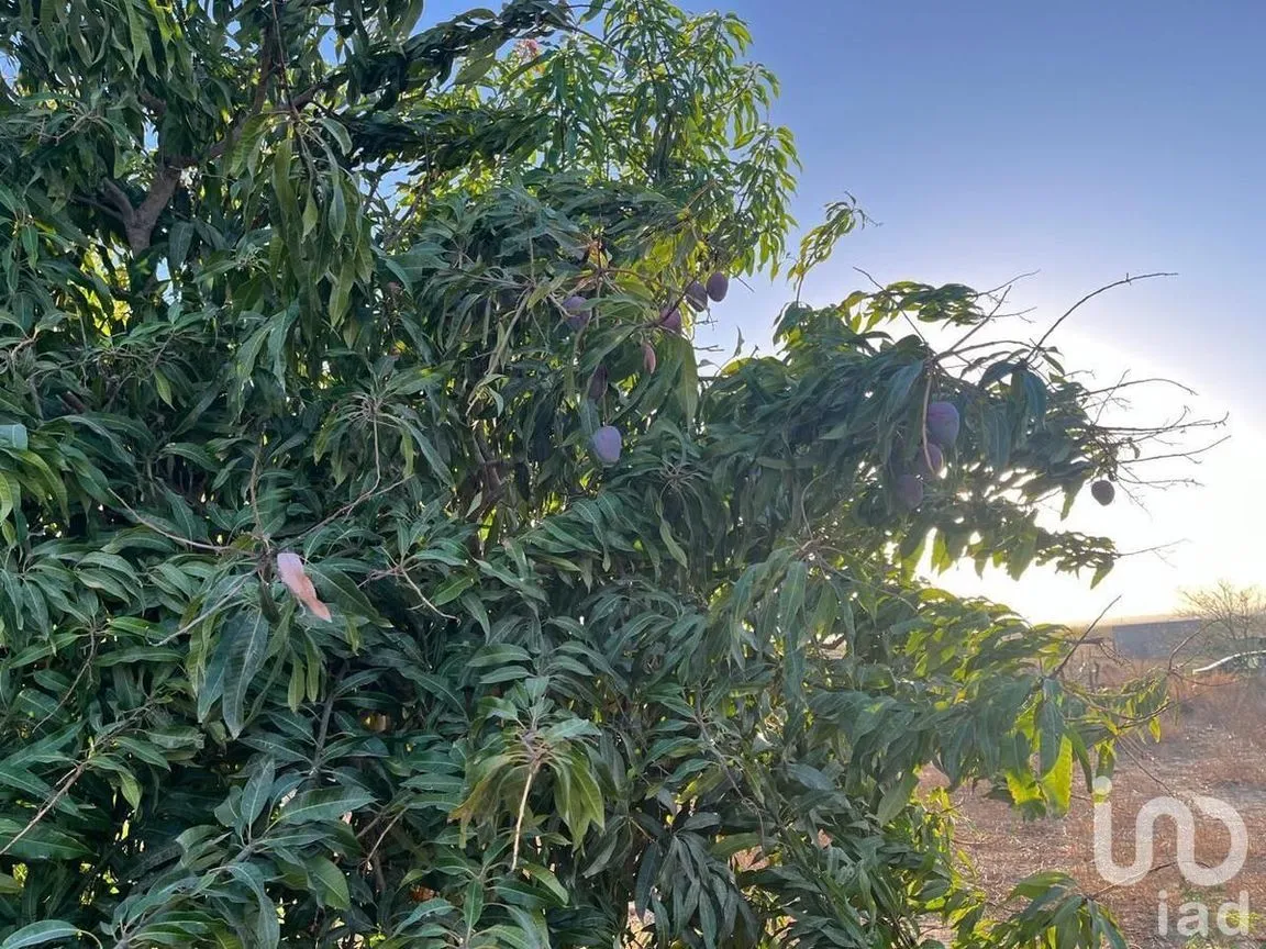 Terreno en Venta en Villas de La Paz, La Paz, Baja California Sur | NEX-228405 | iad México | Foto 3 de 9