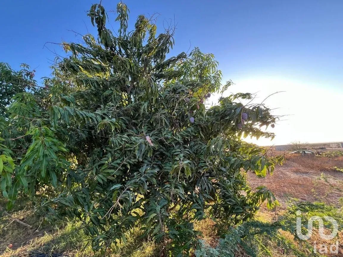 Terreno en Venta en Villas de La Paz, La Paz, Baja California Sur | NEX-228405 | iad México | Foto 9 de 9