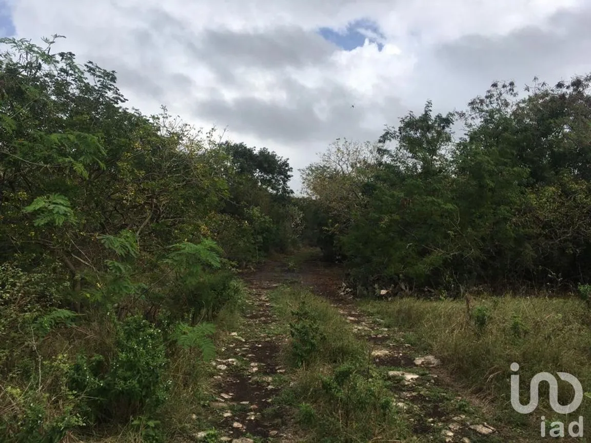 Terreno en Venta en Chicxulub, Chicxulub Pueblo, Yucatán | NEX-230352 | iad México | Foto 6 de 6