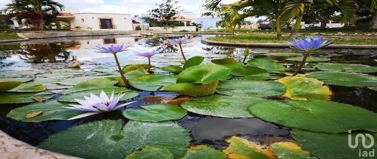 Terreno en Venta en Conkal, Conkal, Yucatán | NEX-230708 | iad México | Foto 2 de 4