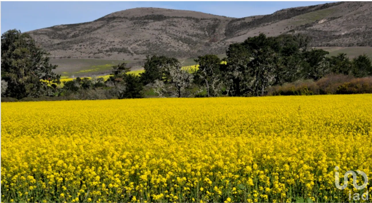 Terreno en Venta en Misión, Ensenada, Baja California | NEX-230464 | iad México | Foto 6 de 13