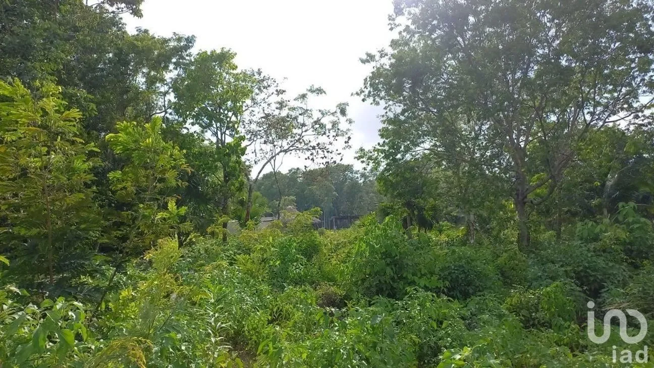Terreno en Venta en ABC, Benito Juárez, Quintana Roo | NEX-232303 | iad México | Foto 3 de 5