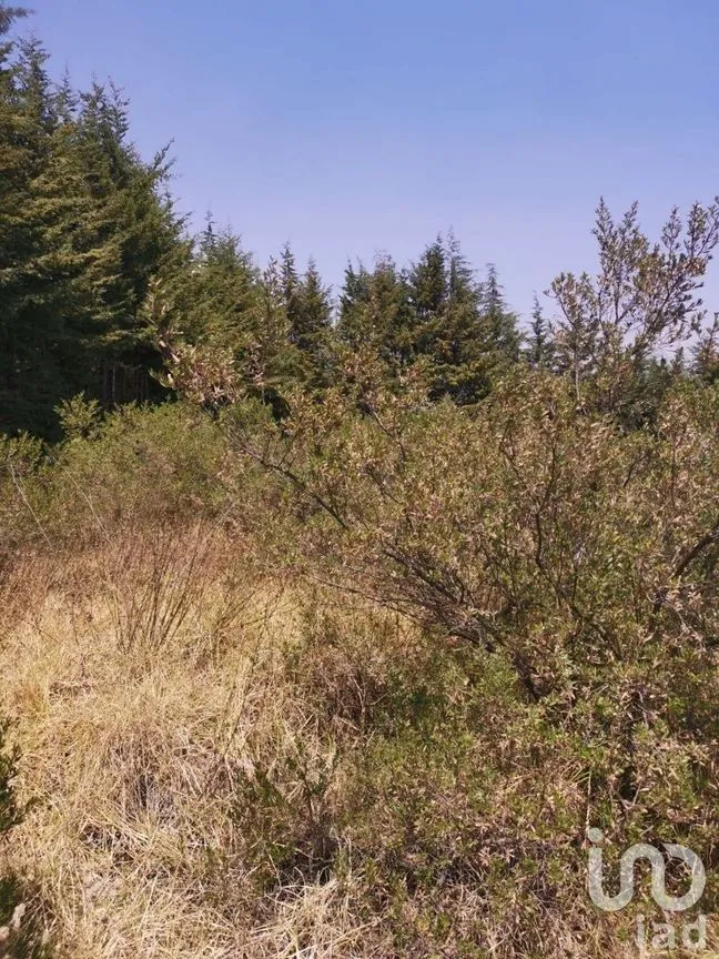 Terreno en Venta en Espíritu Santo, Jilotzingo, Estado De México | NEX-229301 | iad México | Foto 12 de 14