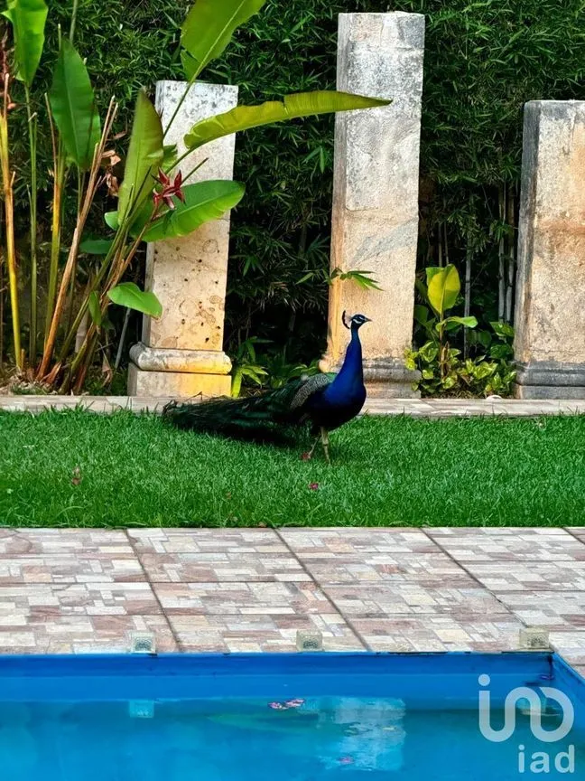 Casa en Venta en Villas Del Sol, Mérida, Yucatán | NEX-230055 | iad México | Foto 4 de 40