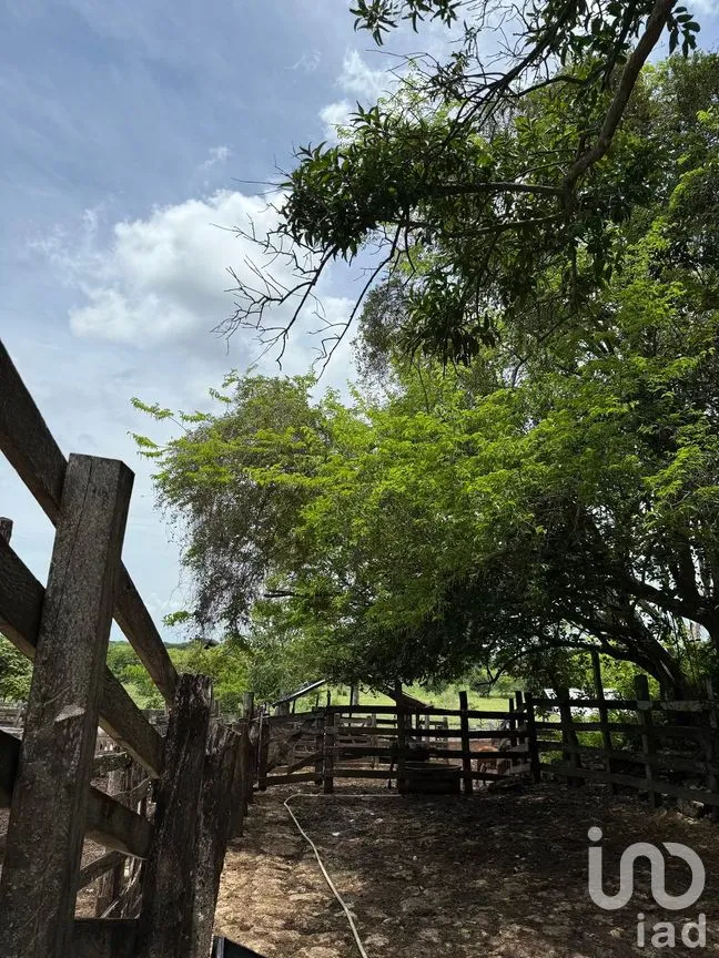 Terreno en Venta en San Francisco, Tizimín, Yucatán | NEX-282317 | iad México | Foto 18 de 27
