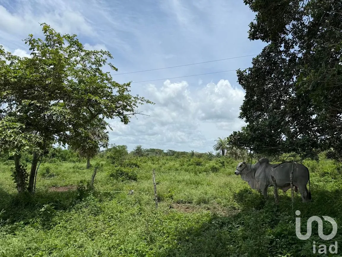 Terreno en Venta en San Francisco, Tizimín, Yucatán | NEX-282317 | iad México | Foto 20 de 27