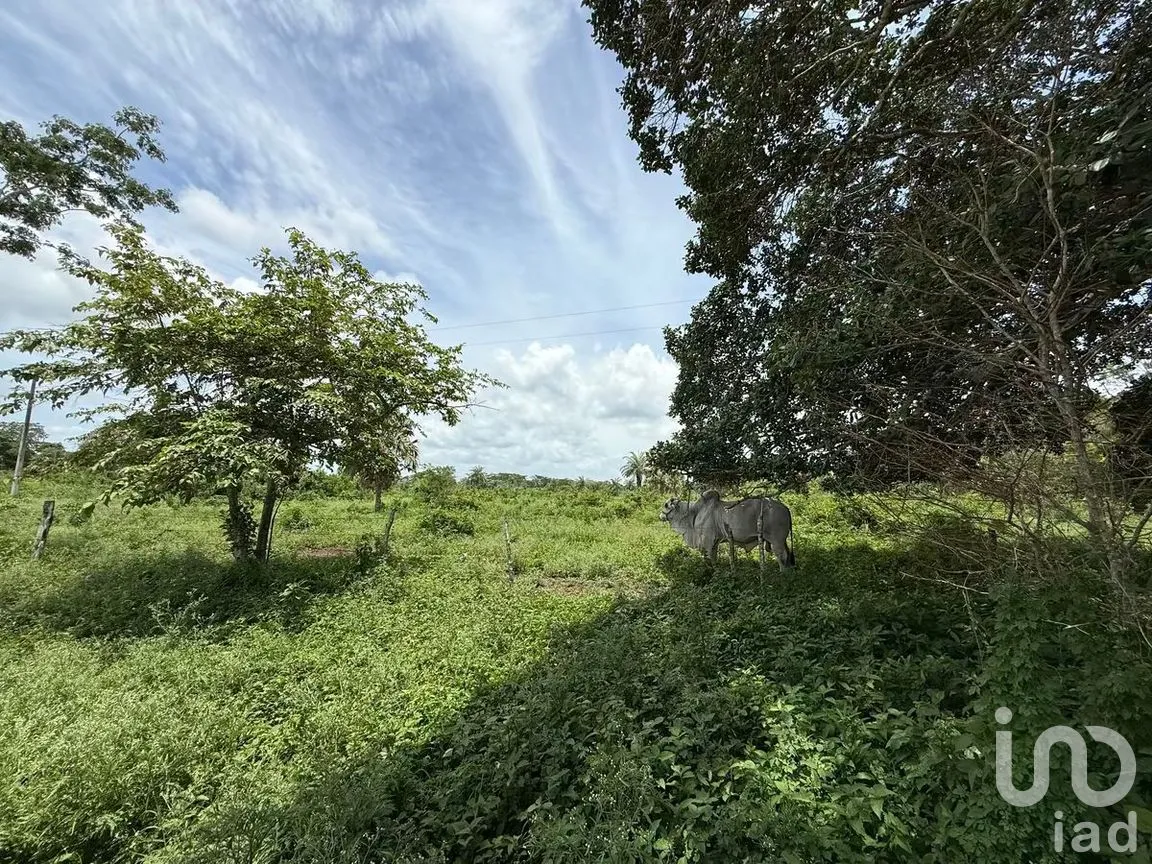 Terreno en Venta en San Francisco, Tizimín, Yucatán | NEX-282317 | iad México | Foto 5 de 27