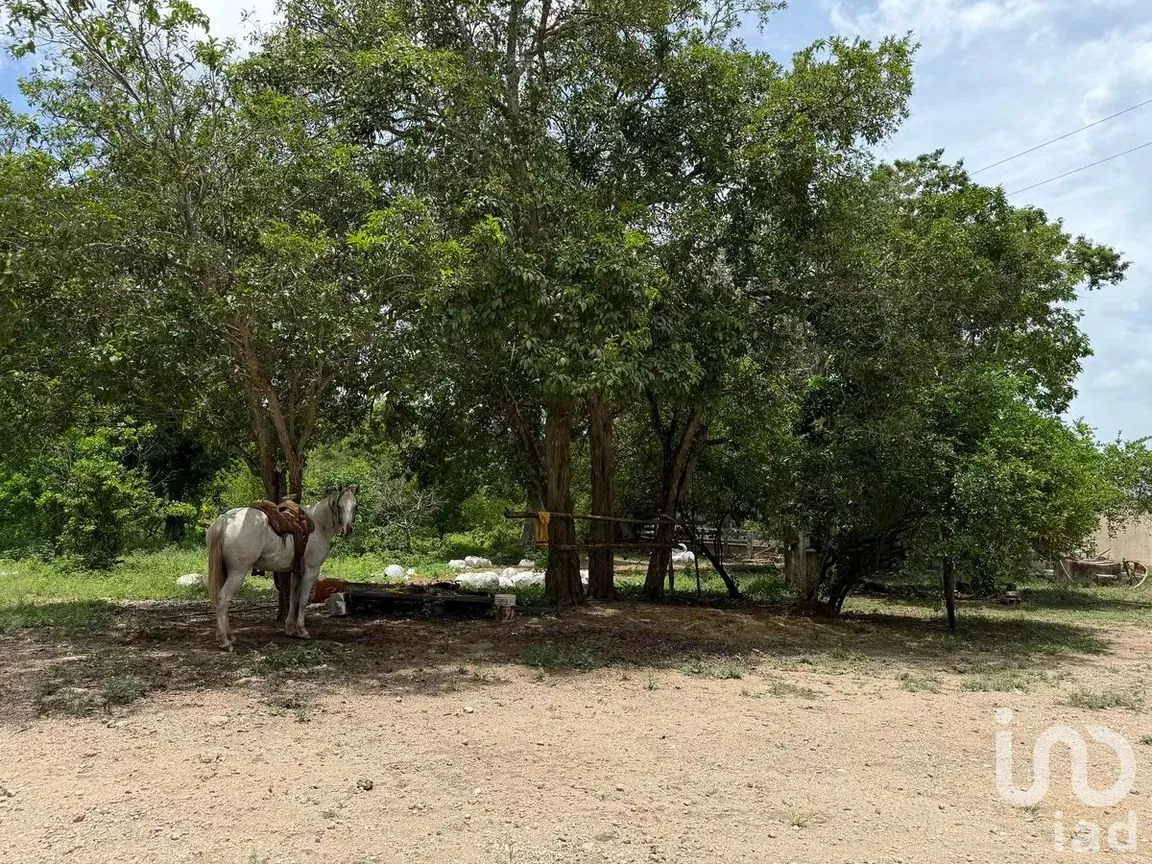 Terreno en Venta en San Francisco, Tizimín, Yucatán | NEX-282317 | iad México | Foto 7 de 27