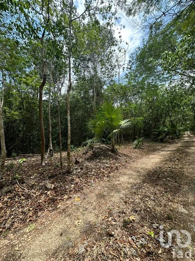 Terreno en Venta en Puerto Morelos, Puerto Morelos, Quintana Roo | NEX-281635 | iad México | Foto 4 de 8