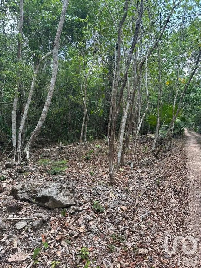 Terreno en Venta en Puerto Morelos, Puerto Morelos, Quintana Roo | NEX-281635 | iad México | Foto 5 de 8