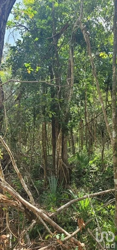 Terreno en Venta en Francisco Uh May, Tulum, Quintana Roo | NEX-285045 | iad México | Foto 4 de 7