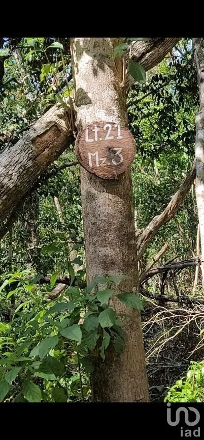 Terreno en Venta en Francisco Uh May, Tulum, Quintana Roo | NEX-285045 | iad México | Foto 6 de 7