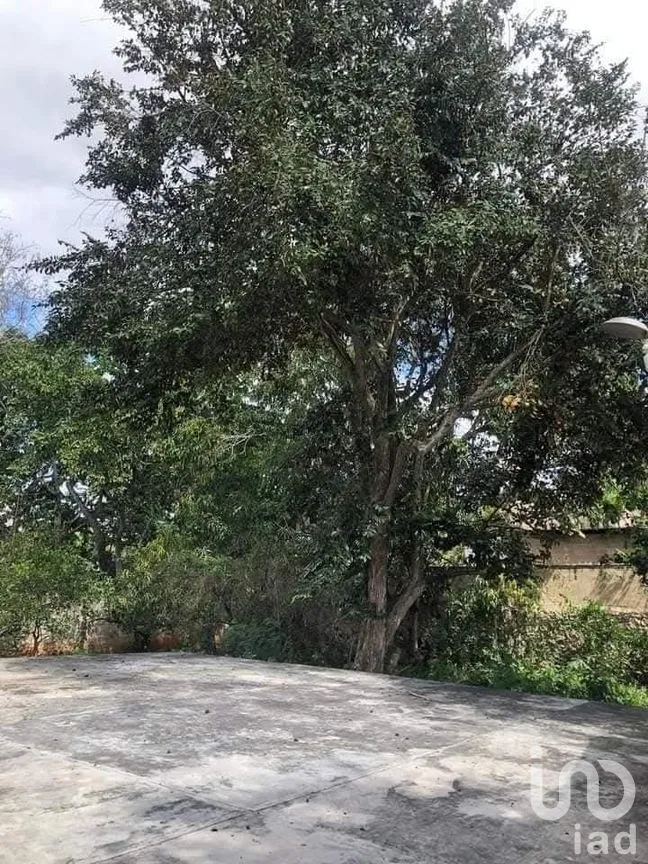 Casa en Venta en Peto Centro, Peto, Yucatán | NEX-273985 | iad México | Foto 32 de 36