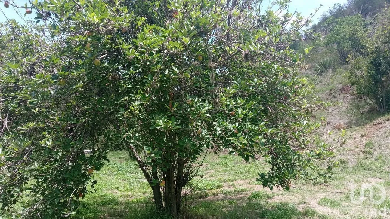 Terreno en Venta en Filtros de Valenciana, Guanajuato, Guanajuato | NEX-227981 | iad México | Foto 10 de 10