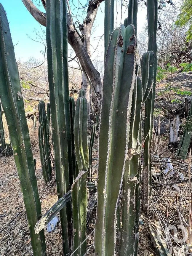 Terreno en Venta en Marfil Centro, Guanajuato, Guanajuato | NEX-277181 | iad México | Foto 10 de 16
