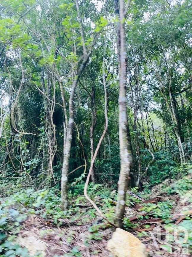 Terreno en Venta en Puerto Morelos, Puerto Morelos, Quintana Roo | NEX-284324 | iad México | Foto 27 de 31