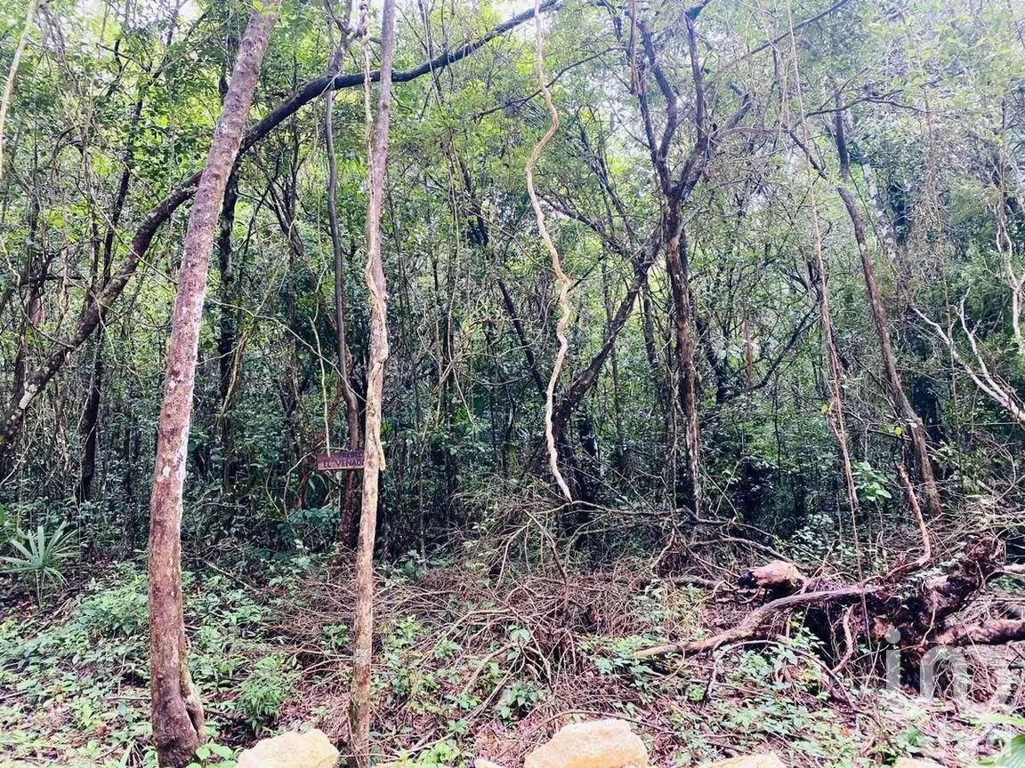 Terreno en Venta en Puerto Morelos, Puerto Morelos, Quintana Roo | NEX-284324 | iad México | Foto 29 de 31