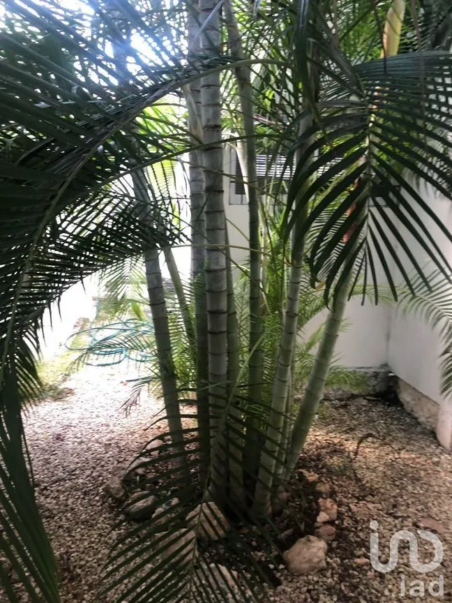 Departamento en Renta en Benito Juárez Nte, Mérida, Yucatán | NEX-270665 | iad México | Foto 13 de 14
