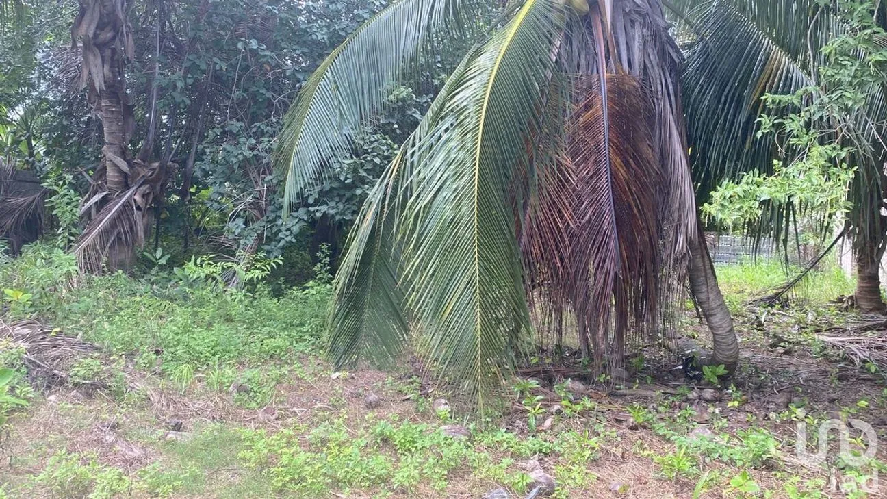 Terreno en Venta en El Cuyo, Tizimín, Yucatán | NEX-274388 | iad México | Foto 6 de 7