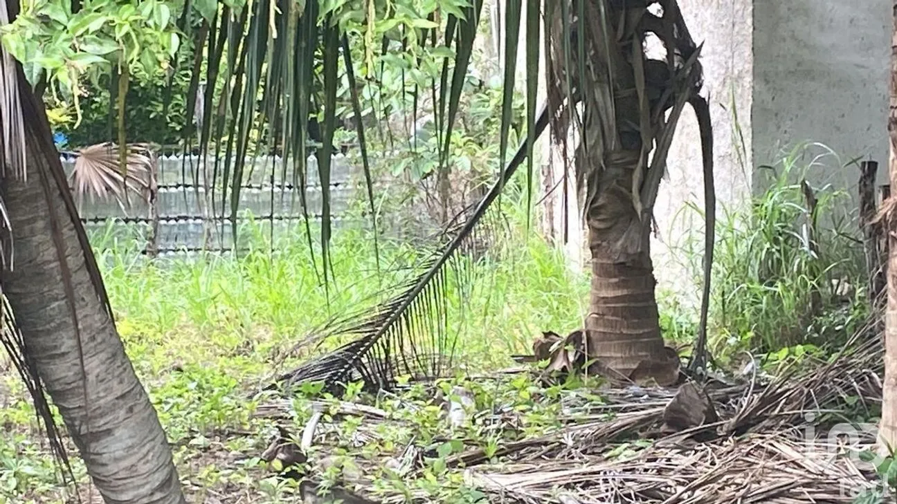 Terreno en Venta en El Cuyo, Tizimín, Yucatán | NEX-274388 | iad México | Foto 7 de 7