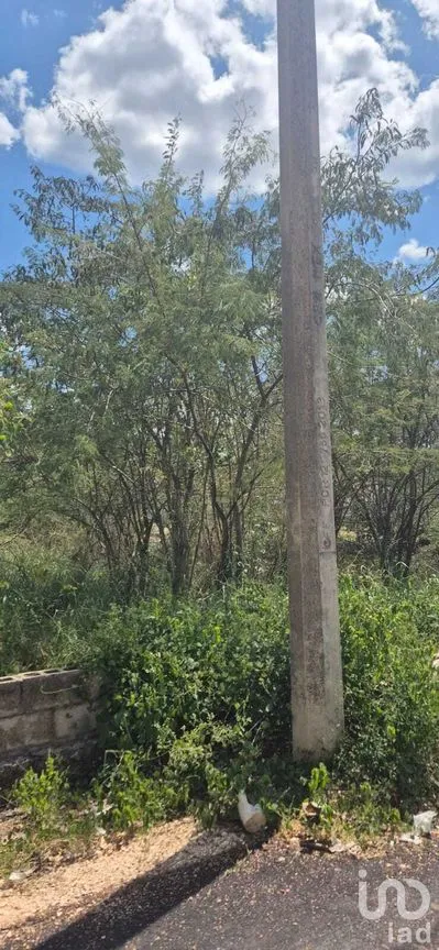 Terreno en Venta en Santa Rosa, Tizimín, Yucatán | NEX-274404 | iad México | Foto 2 de 5