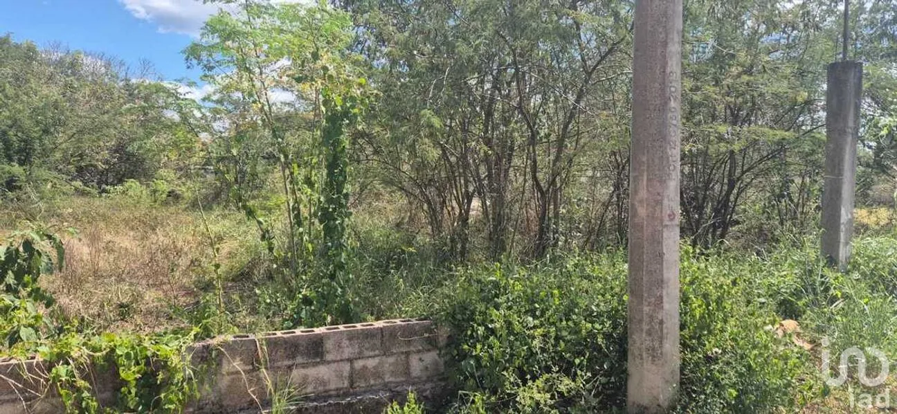 Terreno en Venta en Santa Rosa, Tizimín, Yucatán | NEX-274404 | iad México | Foto 3 de 5