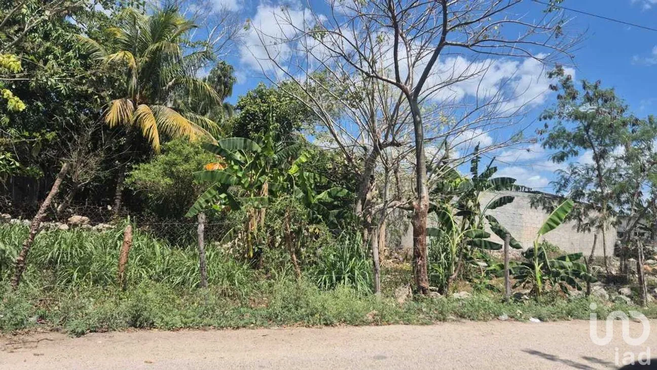Terreno en Venta en Santa Rosa, Tizimín, Yucatán | NEX-274404 | iad México | Foto 5 de 5